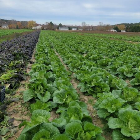 healthy cultivation methods